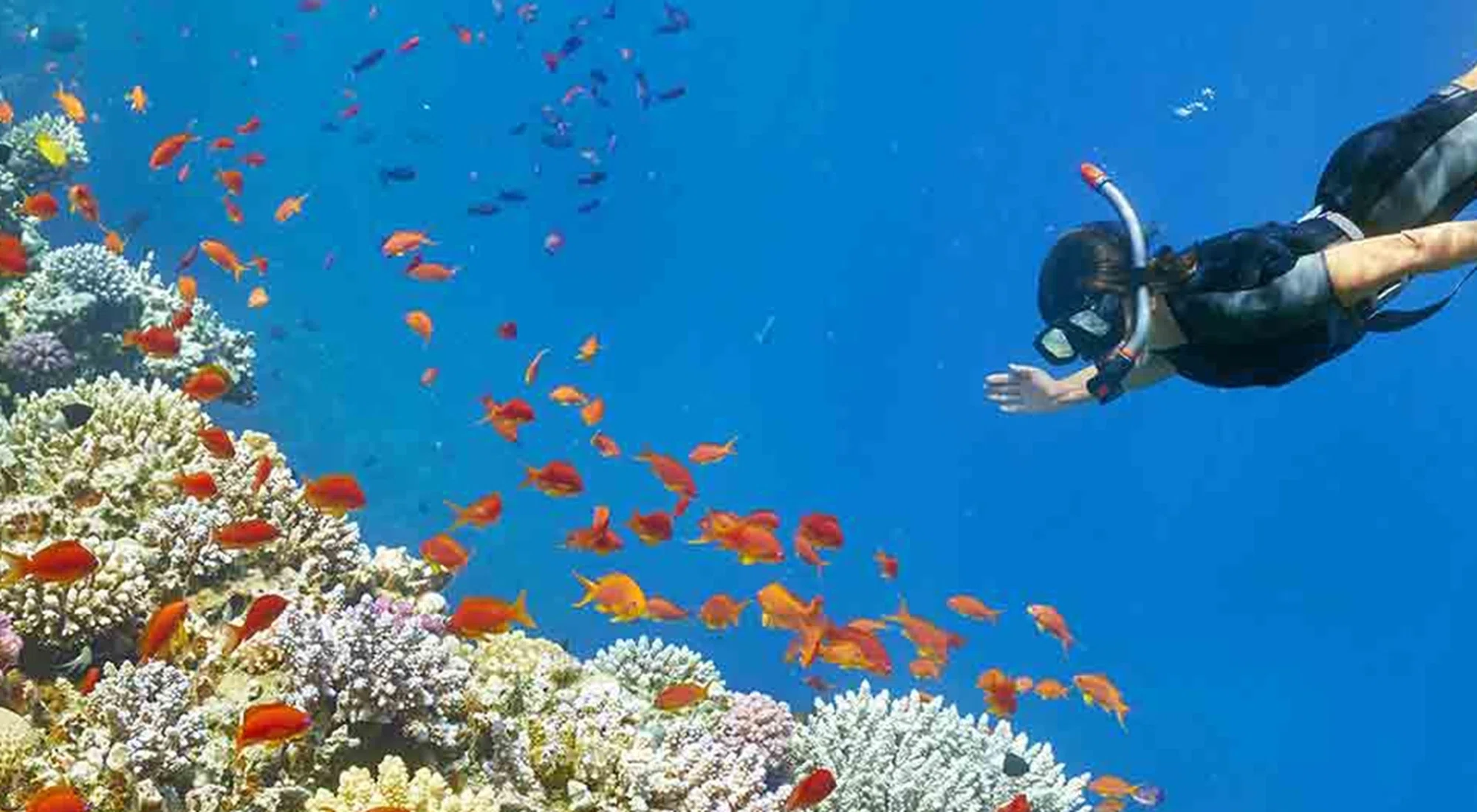 Booking A Red Sea Island Day Trip: Boats, Lunch And Snorkel Gear Questions