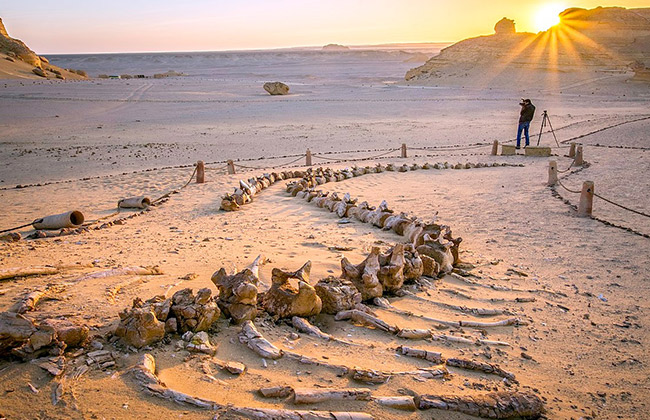Best of El Fayoum day trip from Cairo